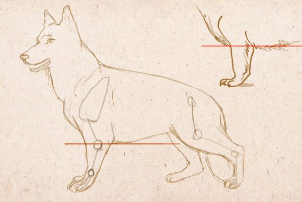 Пропорции собаки для рисования