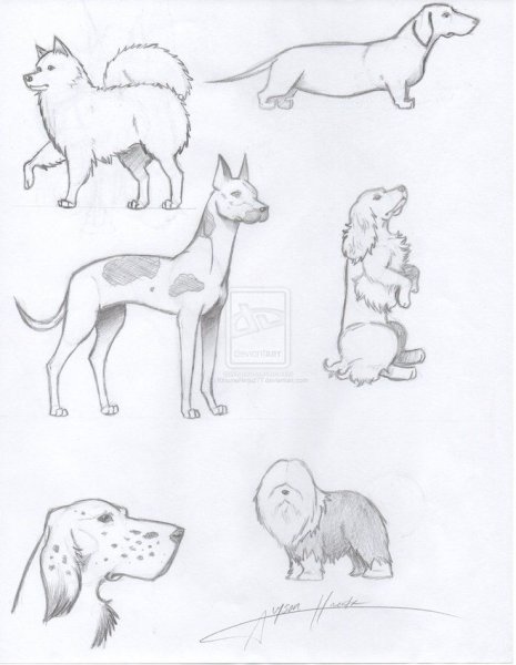 Зарисовки животных легкие