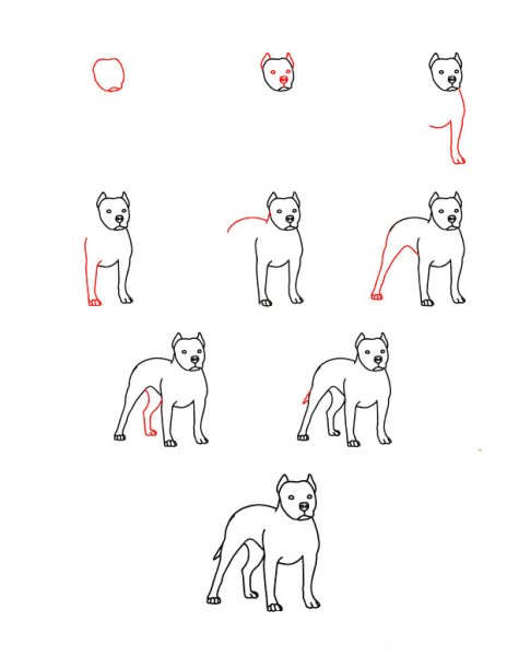 Рисунок питбуль пошагово