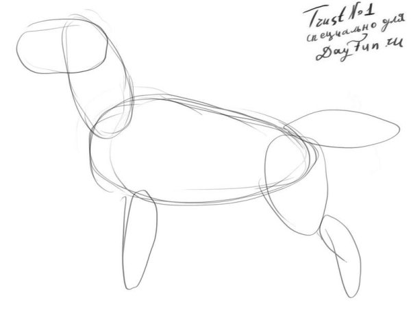 Поэтапное рисование лабрадора