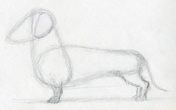 Рисунки для срисовки такса