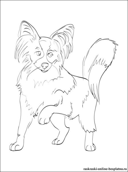 Раскраска щенок Папийон