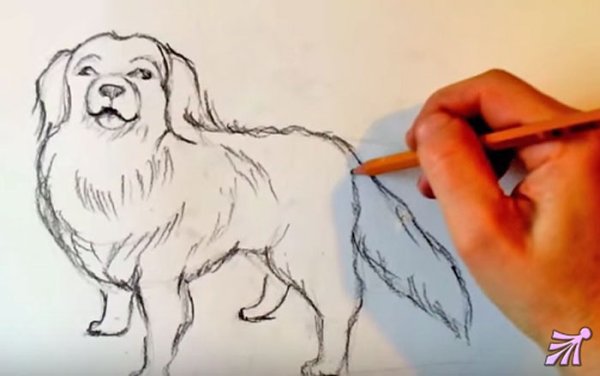 Нарисовать собаку Каштанку