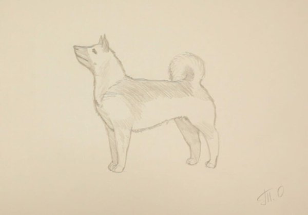 Поэтапные рисования собаки лайки