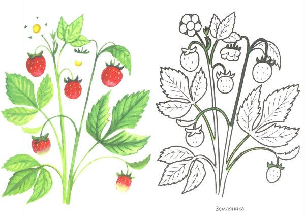 Раскраска ягода земляника