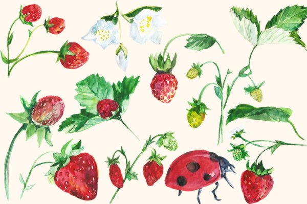 Клубника акварелью для детей