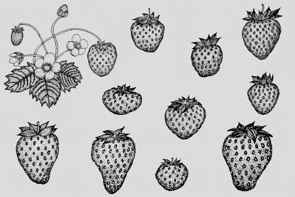 Стилизованное изображение клубники