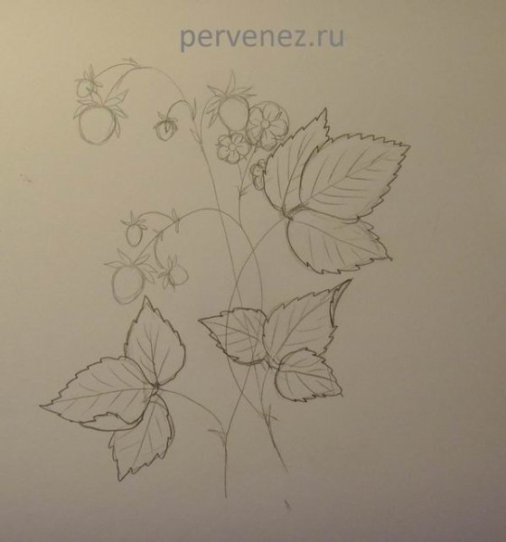 Поэтапное рисование земляники