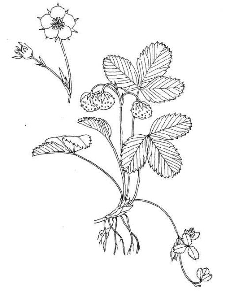 Земляника Лесная