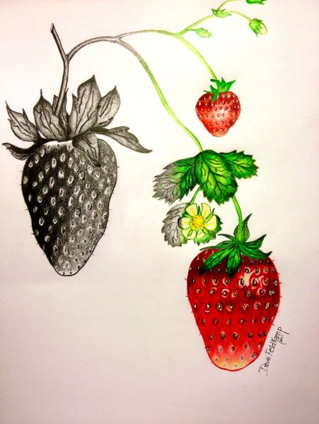 Клубника для срисовывания