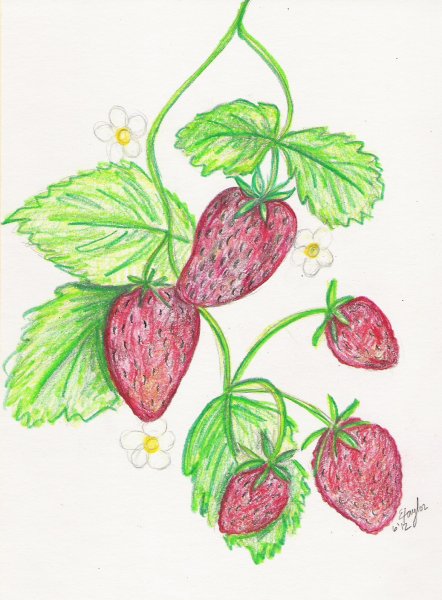 Поэтапное рисование земляники