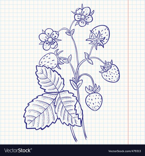 Рисунки клубника ручкой для срисовки