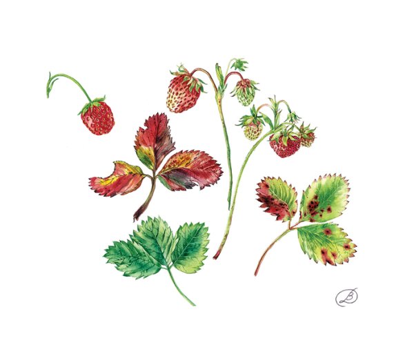 Земляника листочки акварель