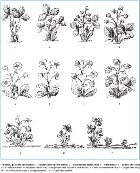 Фазы роста земляники