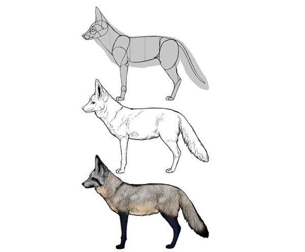 Шаги рисования лисы