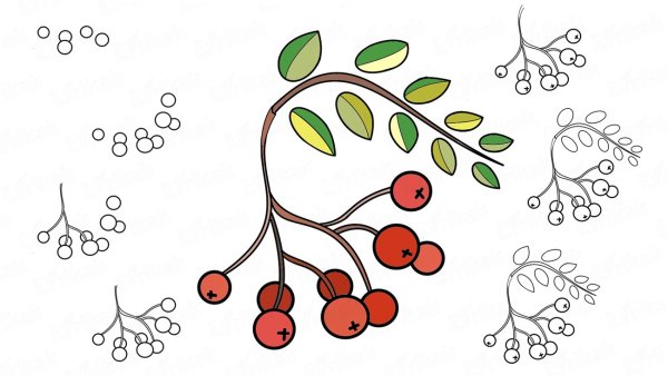 Ветка рябины рисунок