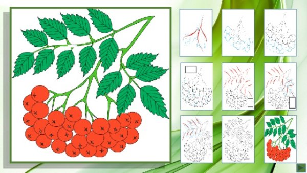 Рисование гроздь рябины