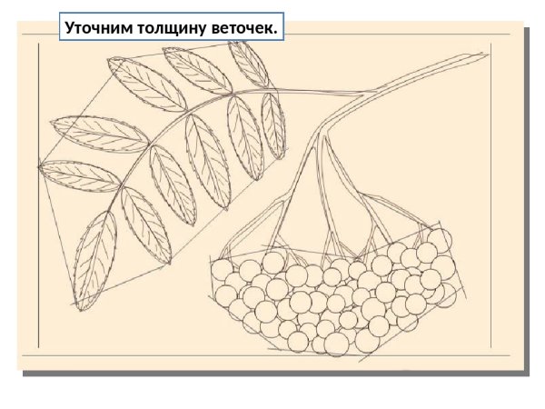 Ветка рябины рисование поэтапно