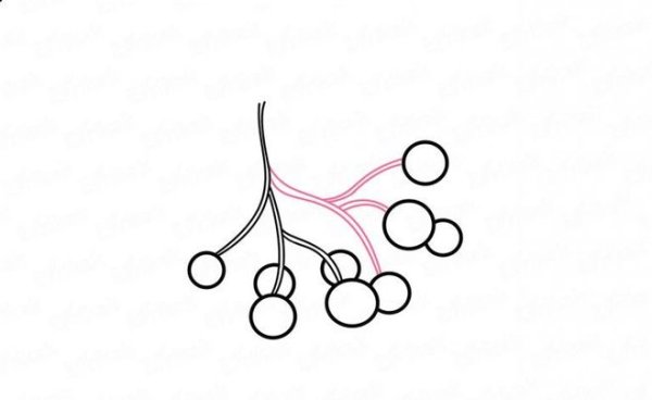 Раскраска ветка рябины без ягод