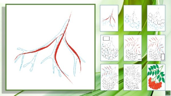 Ветка рябины без листьев и ягод для рисования