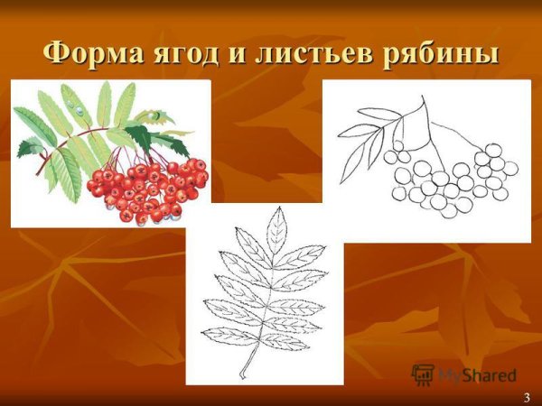 Рябина виды листьев