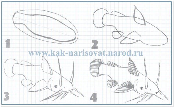 Схема рисования сома