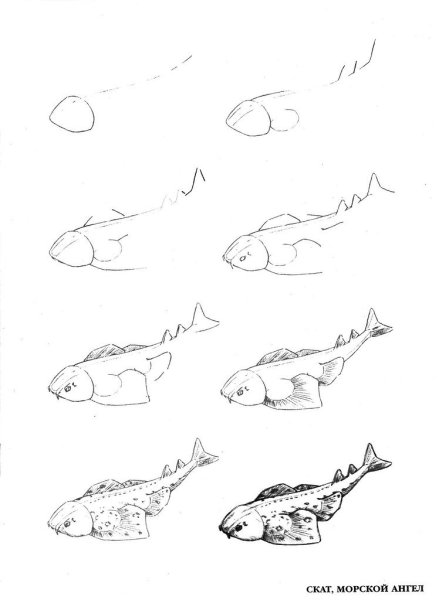 Сом рисунок поэтапно