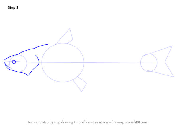 Поэтапное рисование сом