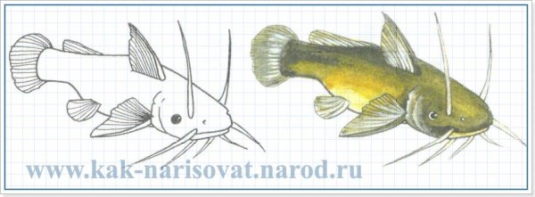 Сом рисунок поэтапно