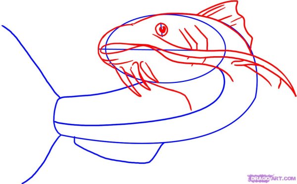 Схема рисования сома