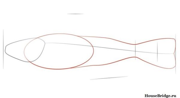 Поэтапное рисование сом