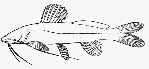 Рисунок рыбы для детей пошагово сом