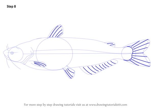 Сом рисунок