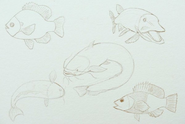 Сомик рисунок