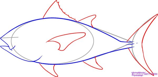 Рисование сома для детей поэтапно
