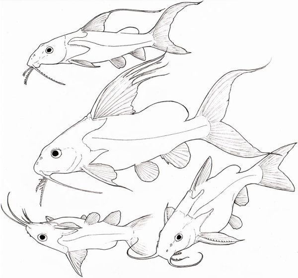 Поэтапное рисование рыбки