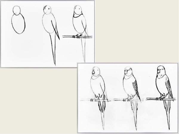 Рисование попугаев пошагово