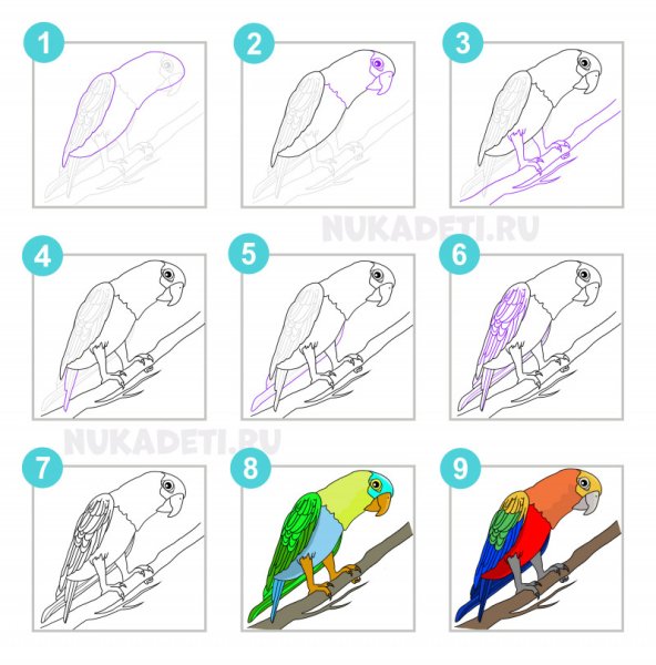Поэтапное рисование попугая
