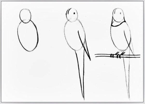 Попугай пошаговое рисование