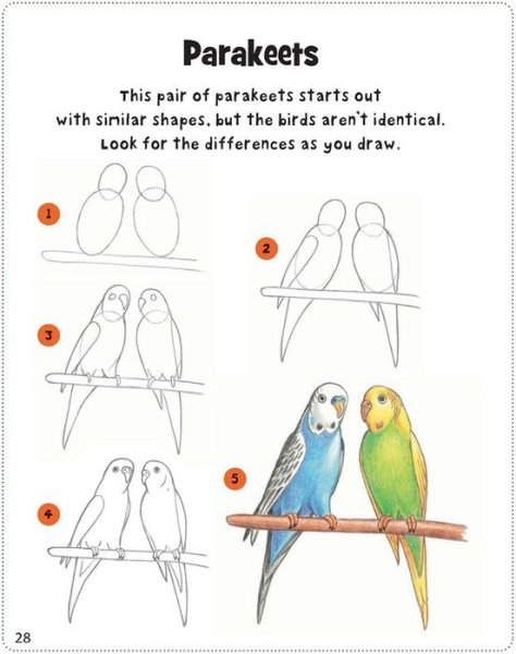 Рисование попугаев пошагово