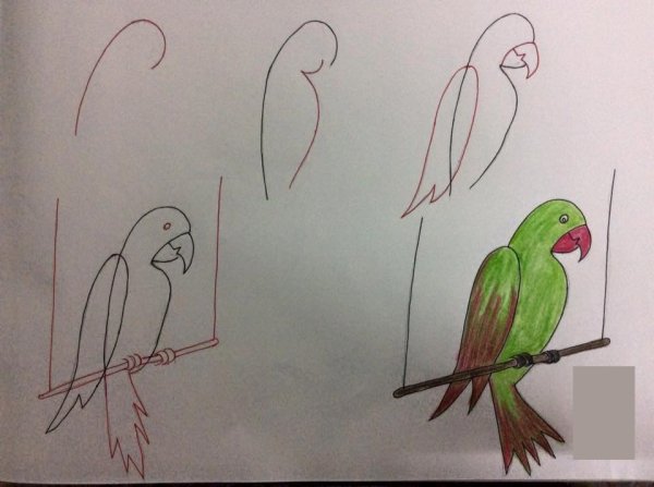Схема рисования попугая