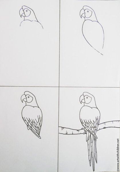 Попугай пошагово рисунок