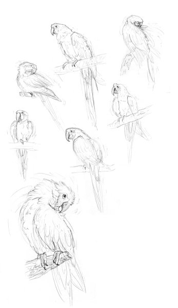 Наброски попугаев карандашом