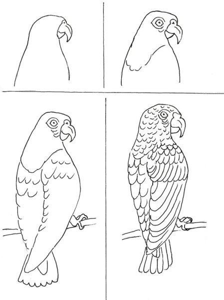 Уроки рисования попугай