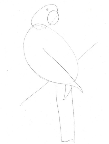 Рисование попугаев пошагово
