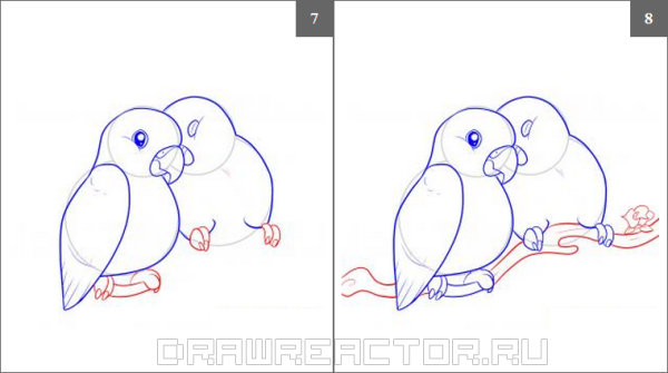 Как рисовать попугая карандашом