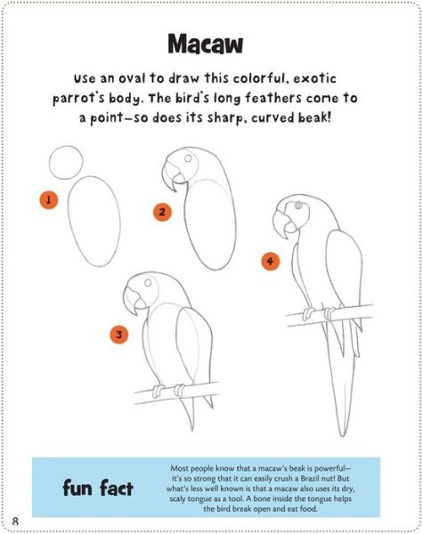 Поэтапное рисование попугая для детей