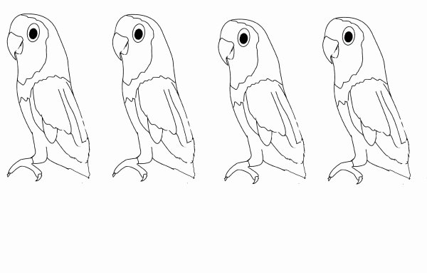 Раскраска попугай