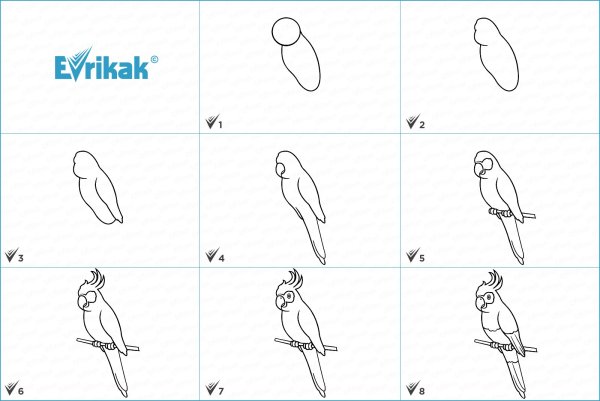 Поэтапный рисунок попугая