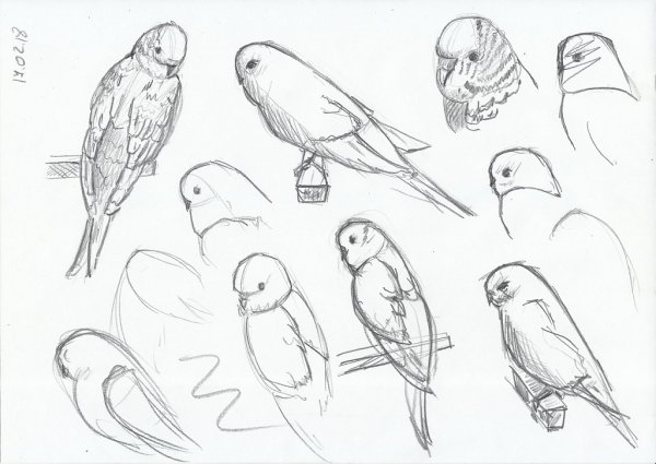 Наброски попугаев